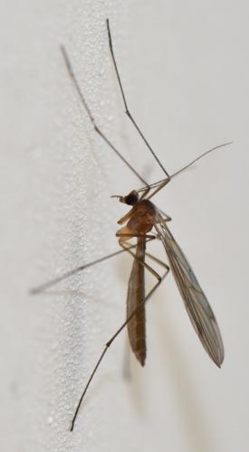Bolitophila sp.